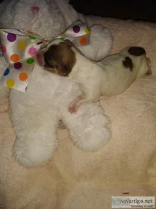 CKC Registered Lhasa Apso Puppies