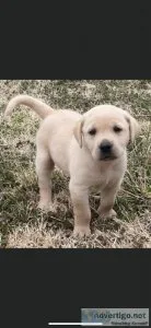 Labrador Retriever Puppies