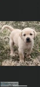 Labrador Retriever Puppies
