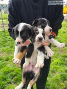 Tri Color ABCA Border Collie Puppies