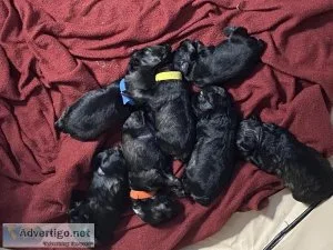 Pure breed miniature schnauzers