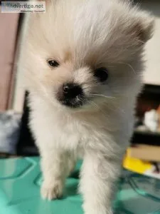 Toy Pomeranian puppies (Teddy bears)