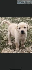 Labrador Retriever Puppies
