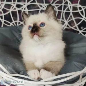 Adorable Kittens. Ragdolls
