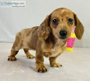 Chantel Mini Dachshund