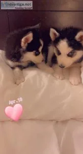 Husky boy or girl