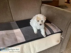 Poodle puppies
