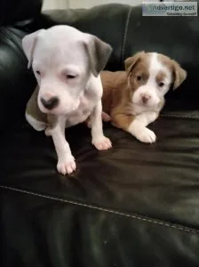 PIT BULL PUPPIES FOR SALE (MALEFEMALE)