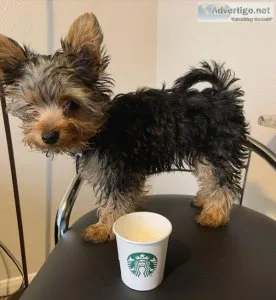 T cup Yorkie Puppies Available