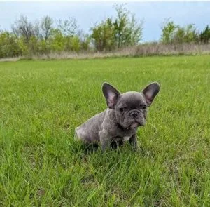 French bulldog boy