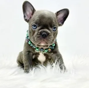 BRUNO - FRENCH BULLDOG PUPPY FOR SALE
