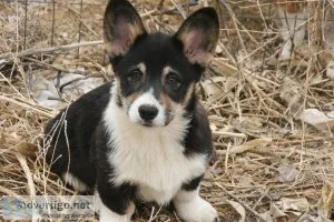 Pembroke Welsh Corgi