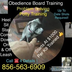 Dog commands off leash