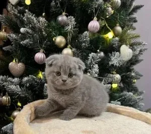 lovelly kitten ready to go