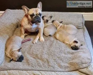 French bulldog carryingL4 fluffy  cream