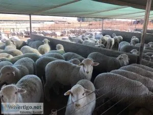 Quality Dorper And Merino Sheep Sold As Breeding Group for Sale