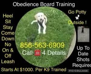 Dog puppy trainer obedience plus