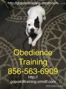 We train all breeds k9 and