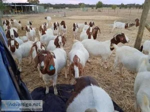 Boer and savannah goats for Sale