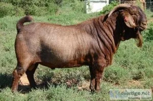 Big boned Kalahari red goats for Sale