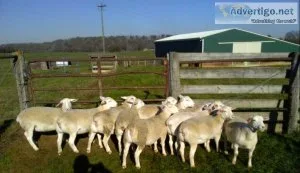 White dorper sheep flock available for Sale