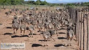 African black neck ostrich chicks for Sale