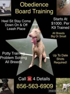 Dog training at its best