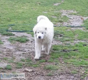 Great Pyrenees Puppies From Working Parents