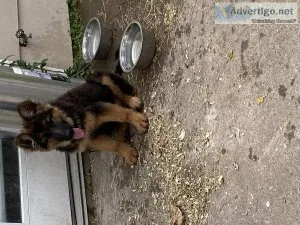German Shepard Grand Champion