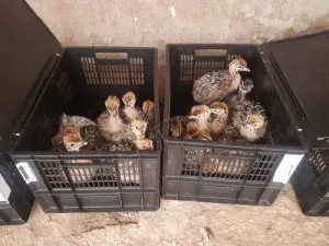 Ostrich chicks for Sale