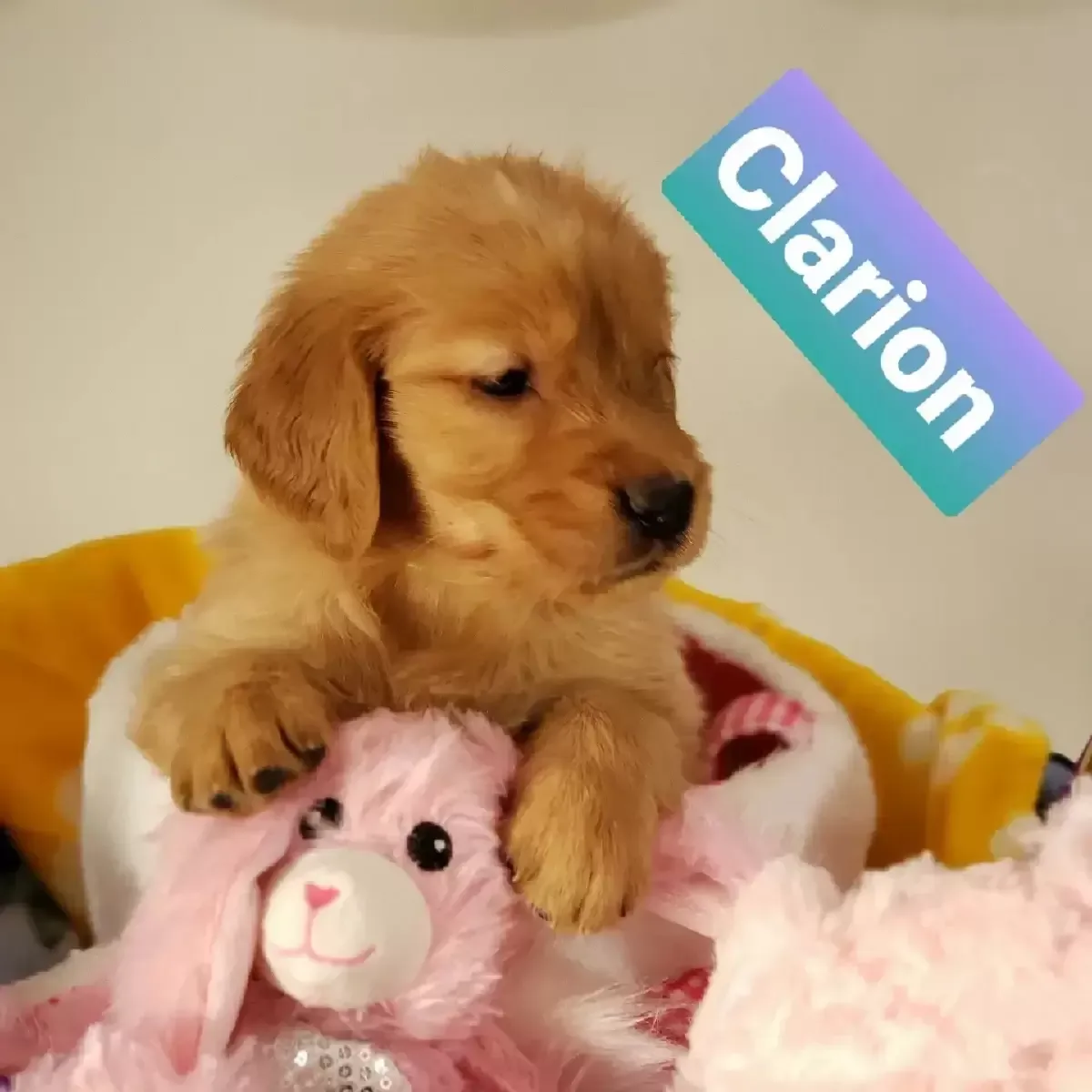 Golden Retriever puppies