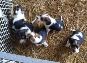 AKC FEMALE BEAGLE PUPS READY