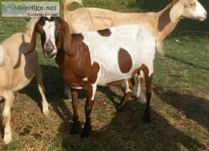 Order Healthy Boer And Kiko Goats today with us for Sale