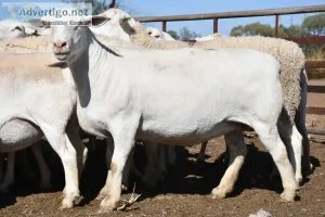 White Dorper ewes and rams for Sale