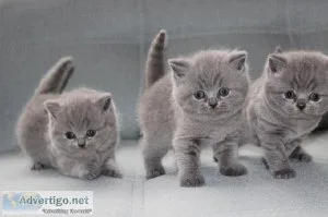 British Shorthair Kittens Available