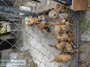 Leopard Cur puppies