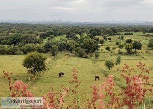 Buy farm land near bangalore on a budget | sanctityferme