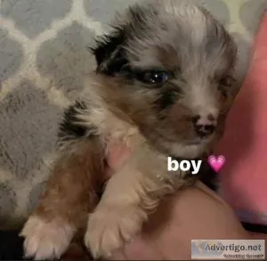 Chi-poo