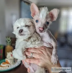 Rare Chinese Crested Pups