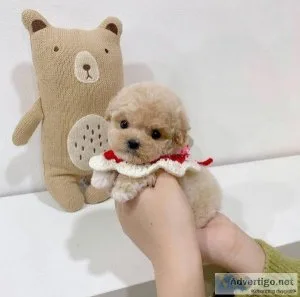Adorable Toy Poodle Puppies for Rehoimg
