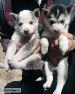 Husky pups