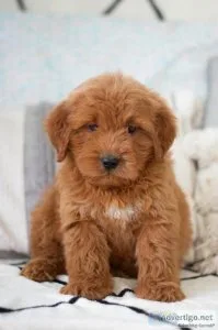 Jesse F1 Mini Goldendoodle