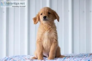 Calvin Golden Retriever
