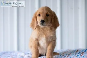 Charlotte Golden Retriever