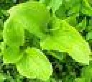 Hosta Plants - Bare Root Divisions
