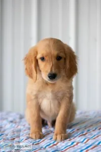 Charli Golden Retriever