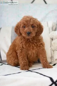 Abby F1 Mini Goldendoodle