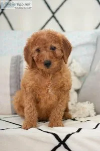 Ralph F1B Mini Goldendoodle