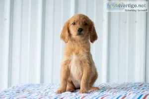 Casey Golden Retriever