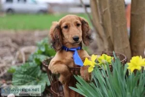 Miniature Dachshund